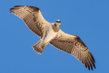 The osprey, also called sea hawk, river hawk, and fish hawk, is a diurnal, fish eating bird of prey with a cosmopolitan range. It is a large raptor, brown on the upperparts and greyish on the head clipart