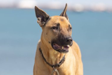 Belçika çobanı, Belçikalı orta büyüklükte bir çoban köpeği türüdür.. 