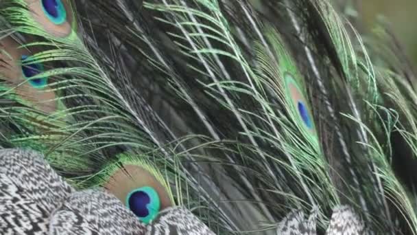 Macro High Resolution 120 Fps Shot Peafowl Plumage Gently Blowing — Stock Video