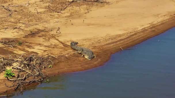 Aerial Close High Quality Footage Wild Dangerous Saltwater Crocodile Edge — Vídeos de Stock