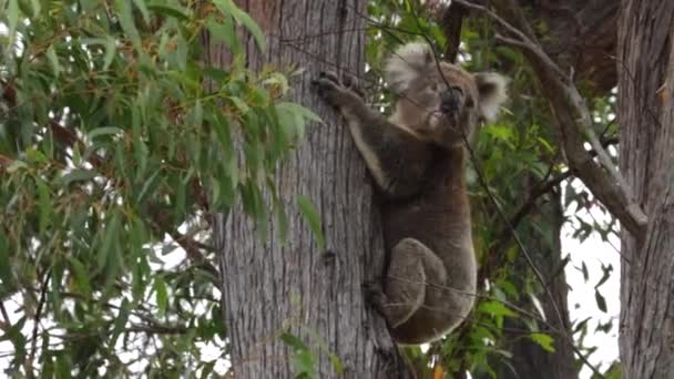 Fluffy Adorable Australian Native Koala Bear Leaps Gum Tree Trunk — Vídeo de Stock