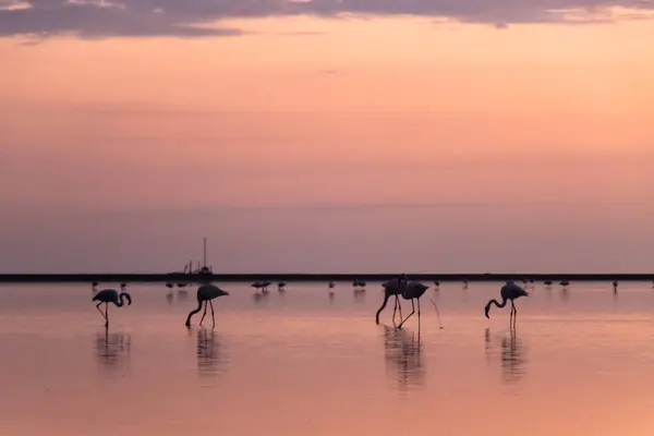 Güneş batarken flamingoların siluetleri ve yansımaları gökyüzünde harika pembe ve turuncu renkler bırakıyor. Camargue, Fransa