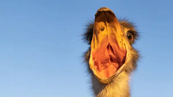 Kameraya ciyaklayan büyük bir devekuşu görüntüsü. Ağzı açık ve gözleri açık..