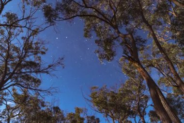 Time lapse of native Australian trees lit up by a full moon, with stars circling the sky as clouds pass through the branches. From a small community in the woods, Mudgee, New South Wales