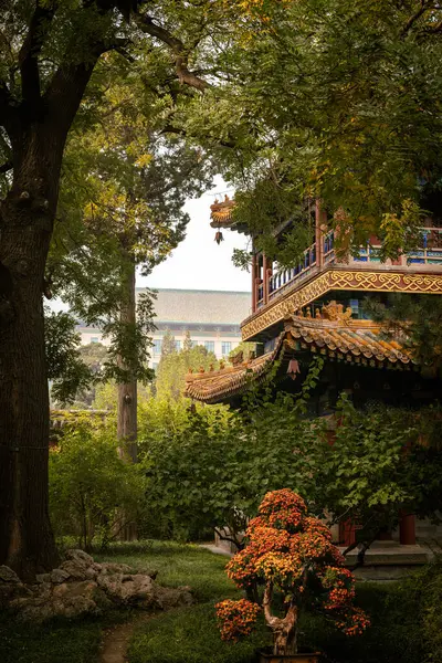 Çin imparatorluk bahçesinde, Beihai parklarında sonbahar titreşimleri. Mükemmel doğa sahnesinde klasik tapınak mimarisi ve saksıda bonsai ağacı.
