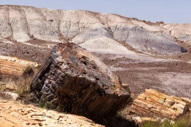 Closeup of large petrified wood in a barren desert landscape. Geological wonder at the Petrified Forest national park, Arizona, USA. clipart