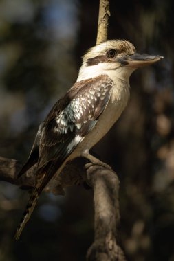 Iconic laughing kookaburra perched on a tree branch, bathes in golden hour light from the sun, with blue feathers on its wings, Australia. clipart