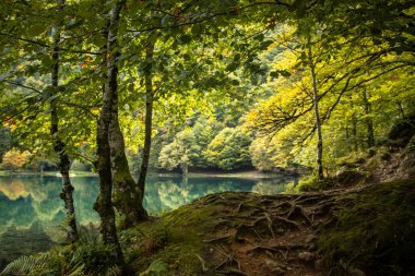Fransız Bethmale Gölü 'nün sonbaharda çekilmiş gerçek fotoğrafı, güzel yeşil, turuncu ve sarı renkler, yosun ve ağaç kökü kaplı bir yol, tıpkı bir peri masalından fırlamış gibi, Fransa.