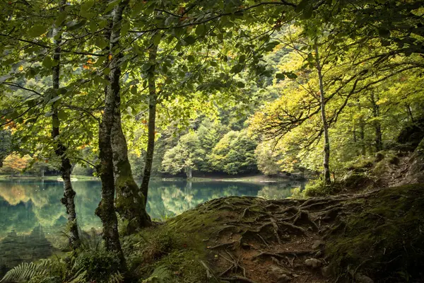 Fransız Bethmale Gölü 'nün sonbaharda çekilmiş gerçek fotoğrafı, güzel yeşil, turuncu ve sarı renkler, yosun ve ağaç kökü kaplı bir yol, tıpkı bir peri masalından fırlamış gibi, Fransa.
