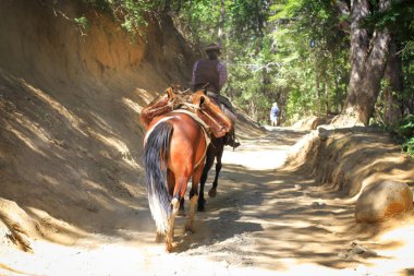 horseback riding on a trail in the forest