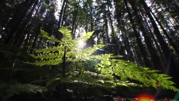Güneş Işınları Ormandaki Bir Eğrelti Otunun Yeşil Yapraklarının Arasından Geçer — Stok video