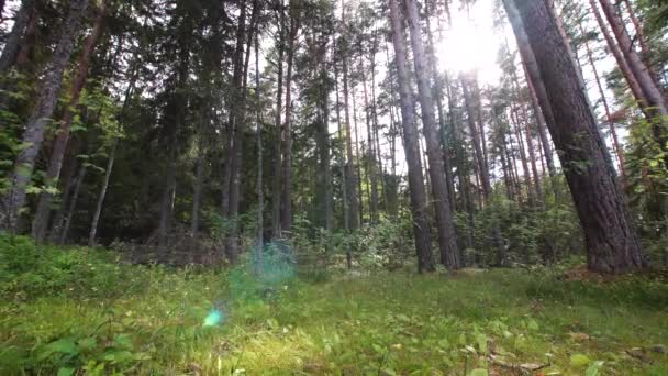 Живописный Летний Лес Освещенный Солнцем Вид Снизу — стоковое видео