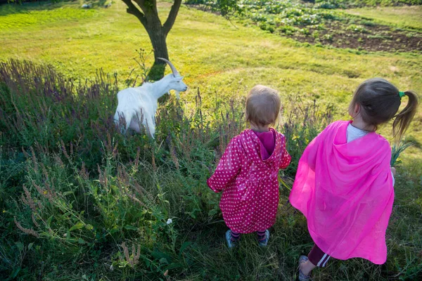 Zwei Kinder Betrachten Eine Erwachsene Ziege lizenzfreie Stockbilder