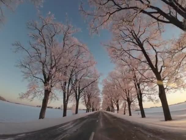 Podél Malebné Zimní Cesty Obklopené Mrazem Pokrytými Stromy Večerním Slunci — Stock video