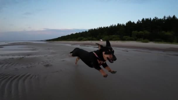 Ein Kleiner Schwarzer Hund Läuft Bei Sonnenuntergang Strand Entlang Zeitlupe — Stockvideo