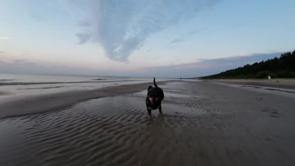 Mały Czarny Pies Biegnie Wzdłuż Piaszczystego Brzegu Morza Zachodzie Słońca — Wideo stockowe