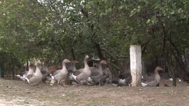 Troupeau Oies Broutant Plein Air Dans Village — Video