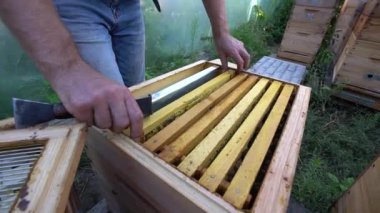 Arıcı elinde arılarla dolu bir petek tutuyor.