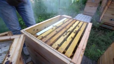 Arıcı arı kovanına duman püskürtür.