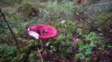 Yaz ormanında kırmızı mantarlı russula