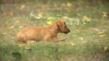 Dachshund köpek yavrusu çimlerde bir çubuk çiğniyor..