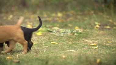 İki dachshund köpeği yeşil çimlerde oynuyorlar..