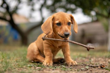 Şirin bir dachshund köpeğinin portresi çimlerin üzerinde tahta bir sopayı çiğniyor..