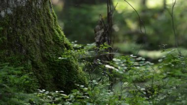 Yosun kaplı ağaç gövdesi Ormanda güneş ışığıyla kaplanmış.