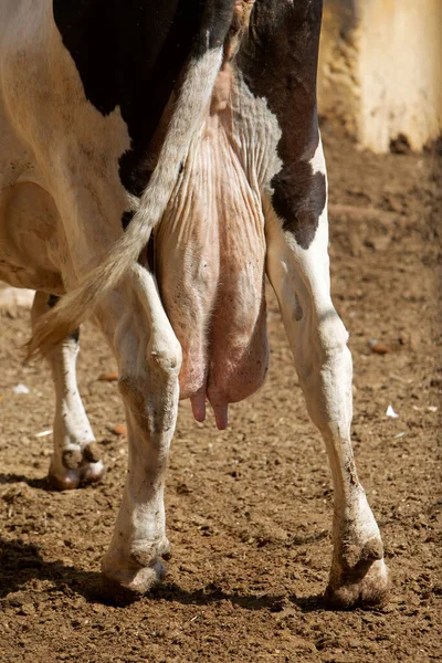 a close-up photo of a cow\'s udder. The topic of dairy production, animal husbandry, animal care, agriculture
