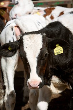 Siyah beyaz bir ineğin yakın plan fotoğrafı. Hayvancılık konusu.