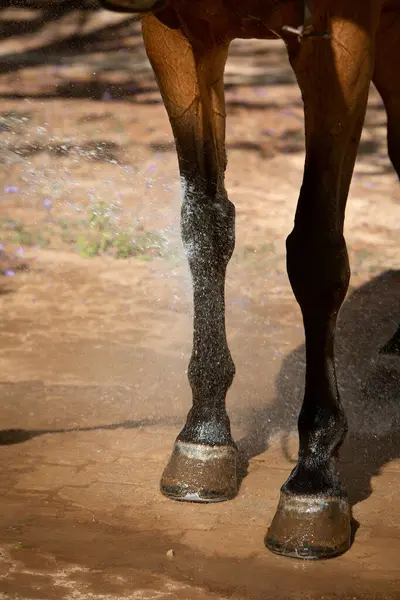 Yıkama işlemi sırasında at bacaklarının dikey yakın çekimi. Binicilik sporları, hayvan bakımı ve veterinerlik konuları