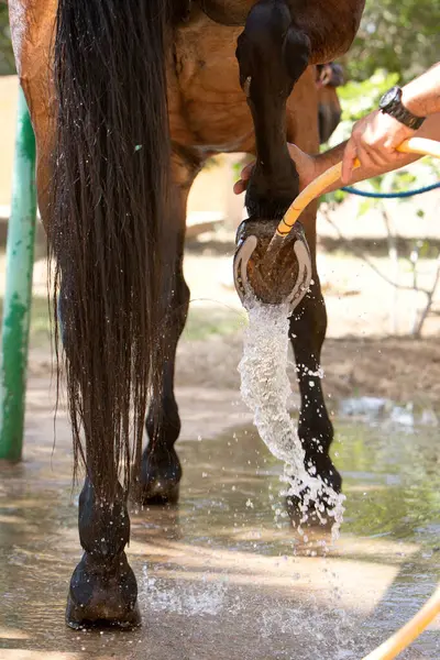 At toynağı yıkama işleminin dikey fotoğrafı. Hayvancılık, bakım ve veterinerlik konuları
