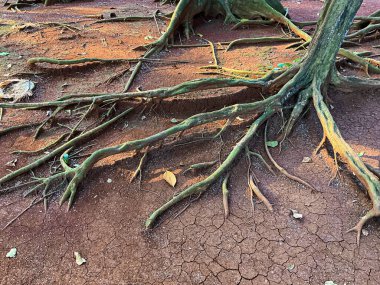 Asota Plana ya da tahta masaya yapışan Kaplan Güvesi.