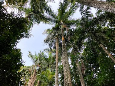 Asota Plana ya da tahta masaya yapışan Kaplan Güvesi.