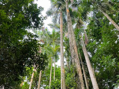Aşağıdan yukarıya bakan palmiye ağacı manzarası. Tropikal bitkilerle dolu bir orman. .