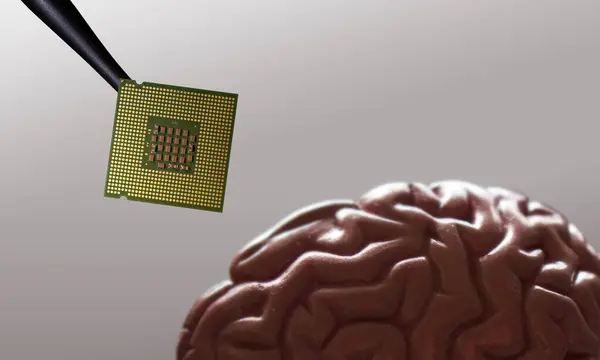 stock image Close up installing computer chip to a human brain plastic model. Brain implant concept, futuristic technology.