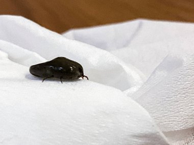 Yetişkin köpek kenesi, doku yüzeyinde kanla dolu.