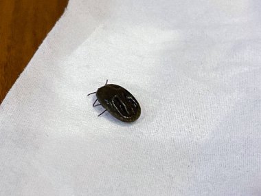 Yetişkin köpek kenesi, doku yüzeyinde kanla dolu.