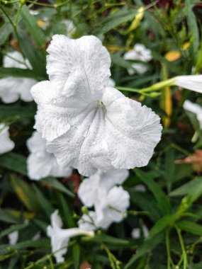 Nadir bulunan yabani petunyalar diğer Beyaz Ruellia olarak da bilinir vahşi doğada büyüyen, yakın görüş. Endonezya 'da bu çiçeğe Bunga Kencana Putih denirdi.