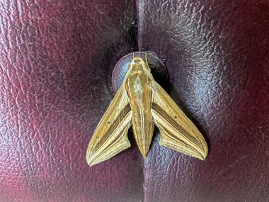 Theretra oldenlandiae known as the impatiens hawkmoth and white-banded hunter hawkmoth. Yellow moth spreading wings on a red sofa surface. clipart