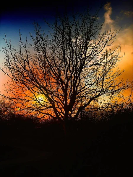 Beleza Que Aparece Pôr Sol Atrás Velha Árvore Seca — Fotografia de Stock