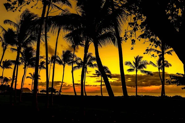 Beauty Golden Sky Sunset Beach Silhouette Coconut Trees — Stock Photo, Image