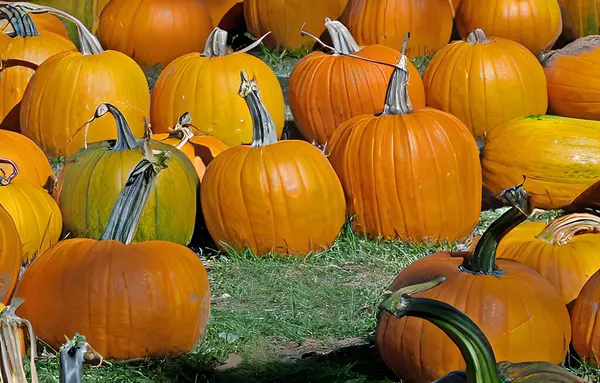 Fotoğraf, balkabağını çimlerin üzerinde satılık olarak yakalar, sinematik ışıklandırmayla aydınlatılarak inanılmaz detaylara dikkat çekilir.