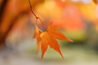 Yerdeki sonbahar yapraklarının makro fotoğrafı inanılmaz detaylar içeriyor..