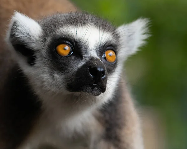 Lata Lemur Hängande Trädet — Stockfoto