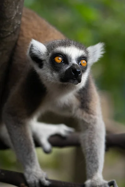Fauler Lemur Hängt Baum — Stockfoto