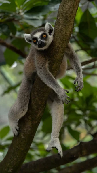 Líný Lemur Visící Stromě — Stock fotografie