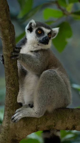 Lemure Sentado Los Árboles — Foto de Stock