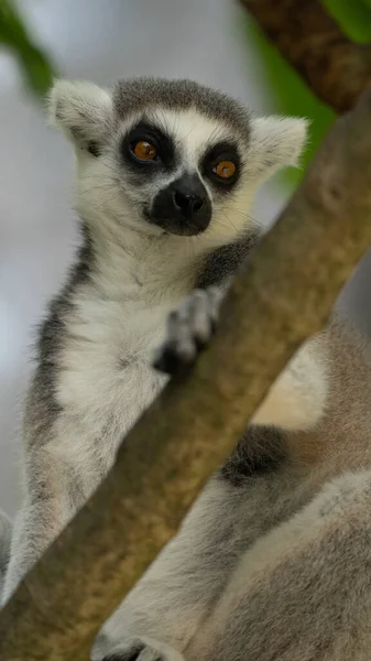 Lemure Primer Plano Mirando Desde Árbol —  Fotos de Stock