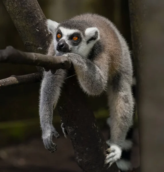 Schattig Lui Lemure Liggend Boom — Stockfoto